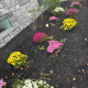 Lawrence Disabled American Veterans Donate Garden to NECC