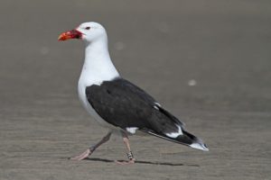 Gull 2E2 is frequently sighted by birders from Main to Plum Island. 