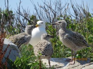 Great Black-backed Gulls, one of the study species at Shoals Marine Lab on Appledore Island. The present gull study began in 2004 and builds upon prior studies conducted on Appledore.