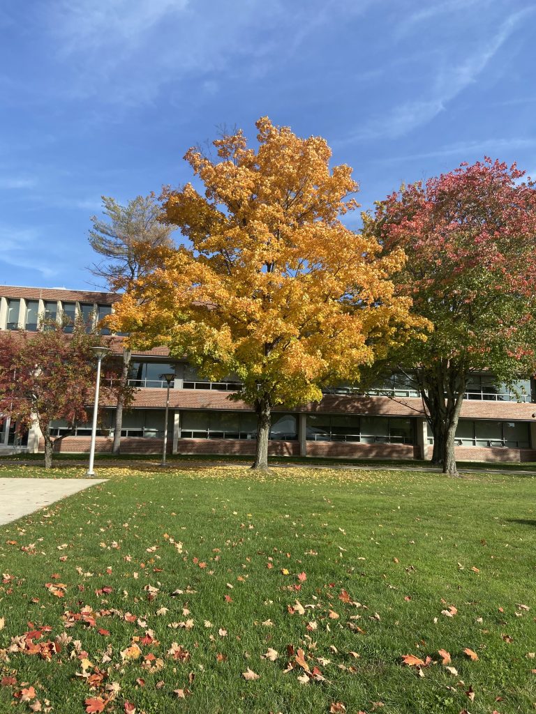 a tree with bright yellow leaves is in the center flanked by smaller trees with red leaves. the spurk building is in the background