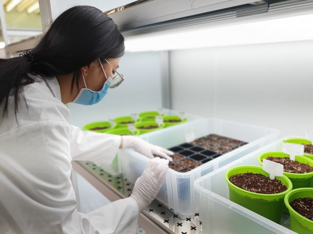 woman wearing a mask and lab coat stands over potted plants in a lab type environment