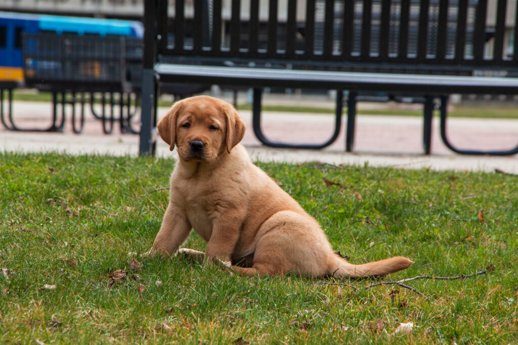 yellow lab puppy sits on green grass looking at camera