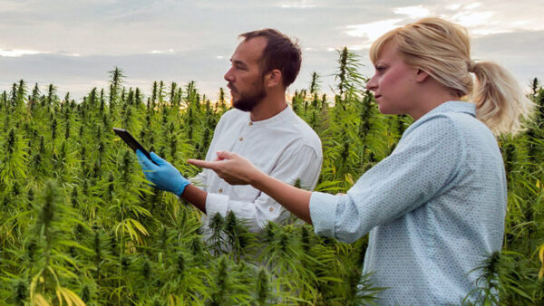 Two individuals, one male presenting and one female, standing in a field of cannabis pointing at something off screen in the distance