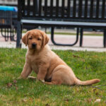 Meet Winnie, NECC’s Soon-to-Be Comfort Dog