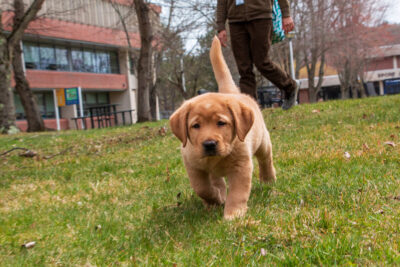 Winnie, eight weeks old